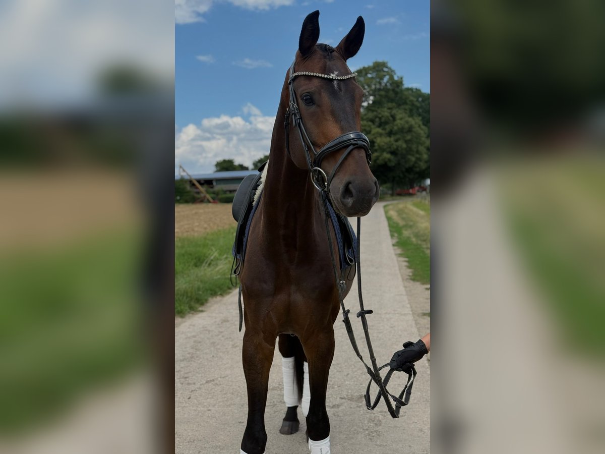 Hannoveraner Wallach 6 Jahre 178 cm Brauner in Wiesbaden