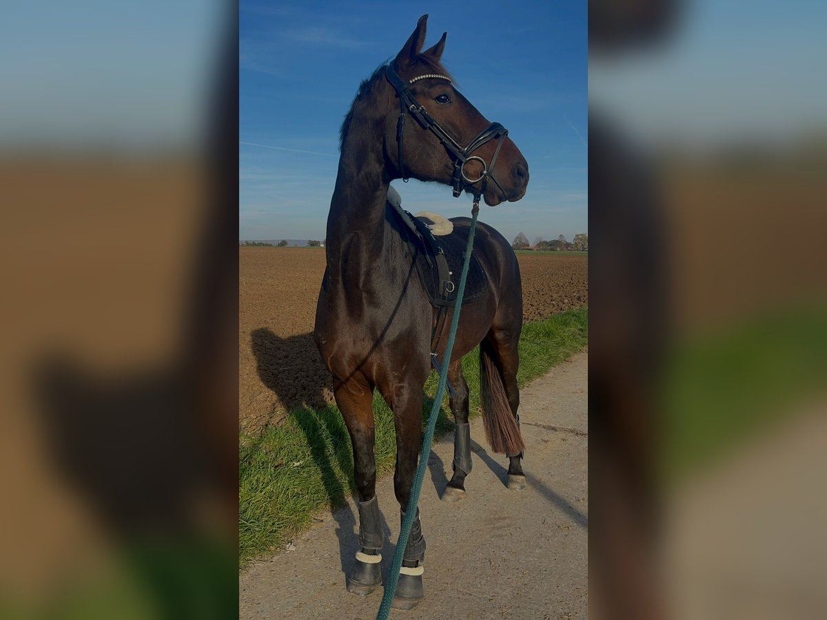 Hannoveraner Wallach 6 Jahre 178 cm Brauner in Wiesbaden