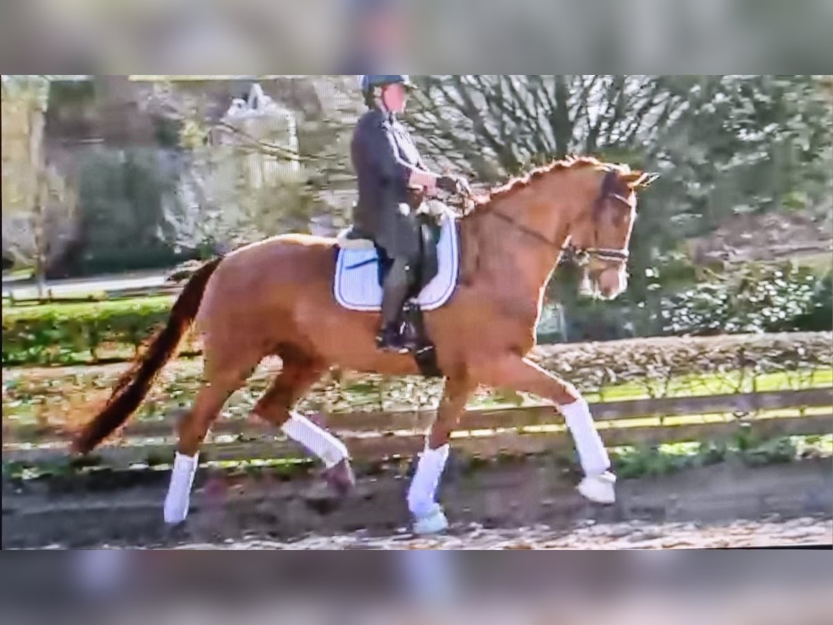 Hannoveraner Wallach 6 Jahre 178 cm Fuchs in Mellinghausen