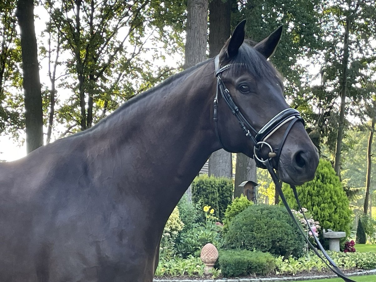 Hannoveraner Wallach 6 Jahre 178 cm Schwarzbrauner in Milte Warendorf