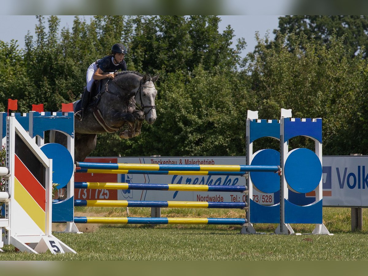 Hannoveraner Wallach 6 Jahre 180 cm Apfelschimmel in Altenberge