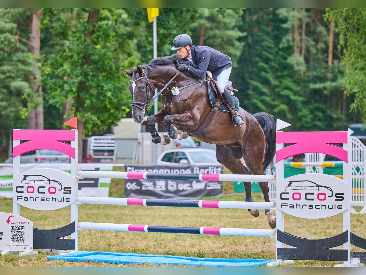 Hannoveraner Wallach 6 Jahre 180 cm Schwarzbrauner in Schee&#xDF;el