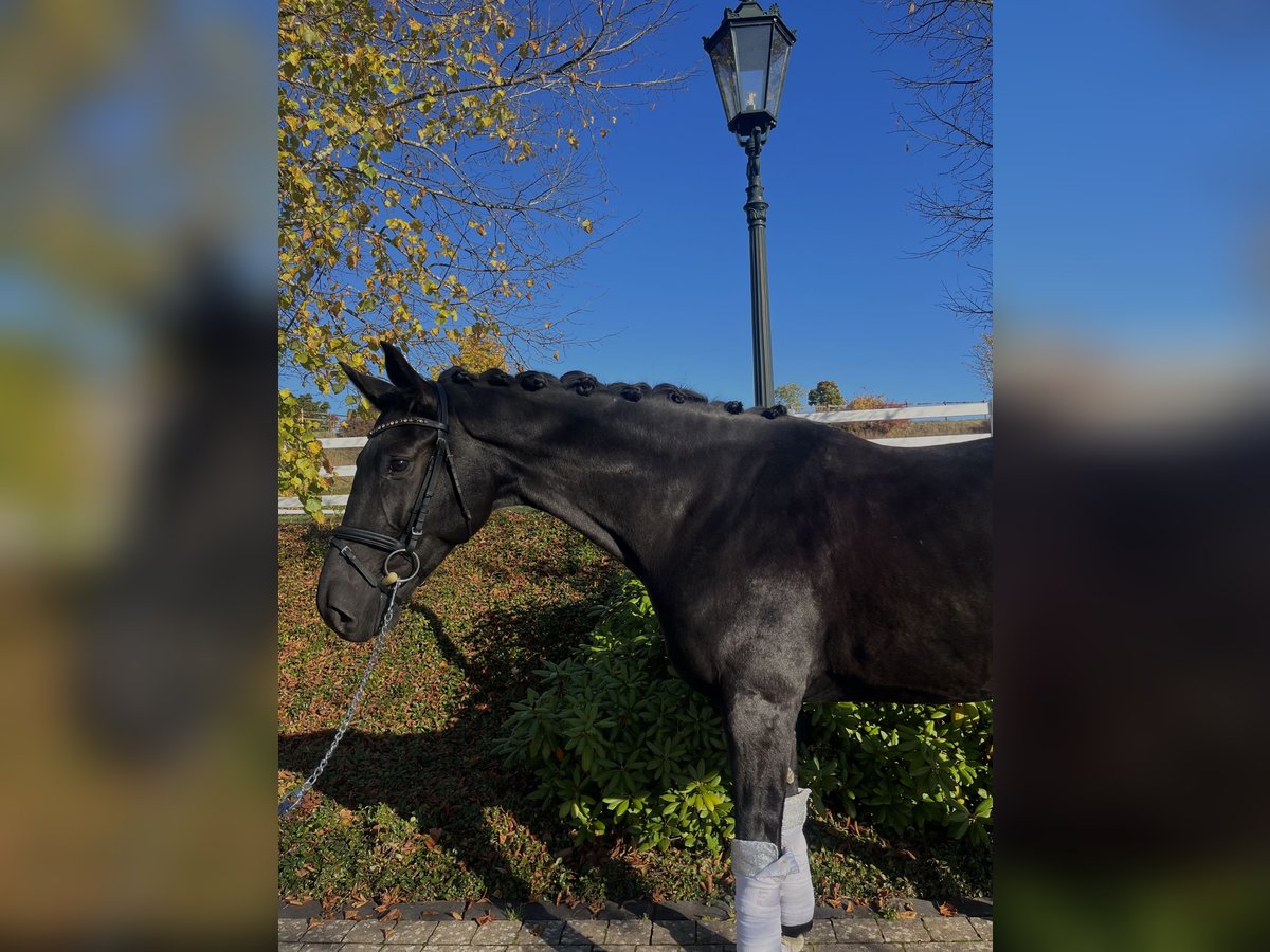 Hannoveraner Wallach 7 Jahre 163 cm Schwarzbrauner in Haiger