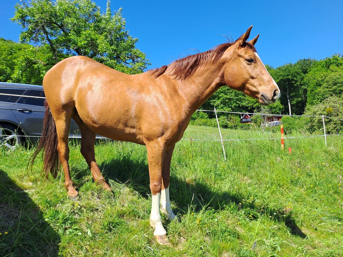 Hannoveraner Wallach 7 Jahre 166 cm Fuchs in Butzbach