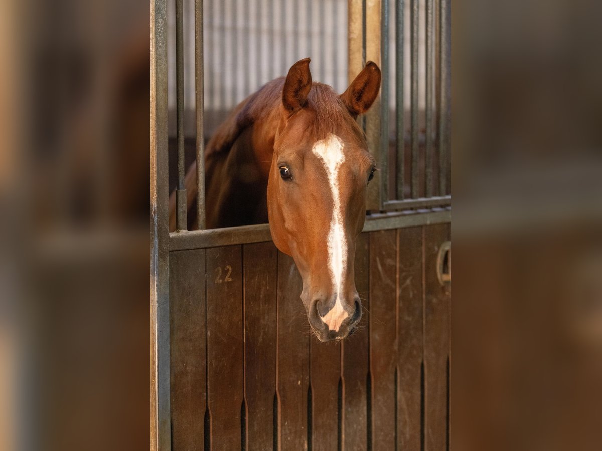 Hannoveraner Wallach 7 Jahre 167 cm Fuchs in Usingen