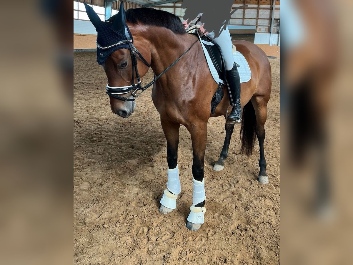 Hannoveraner Wallach 7 Jahre 168 cm Brauner in Langelsheim
