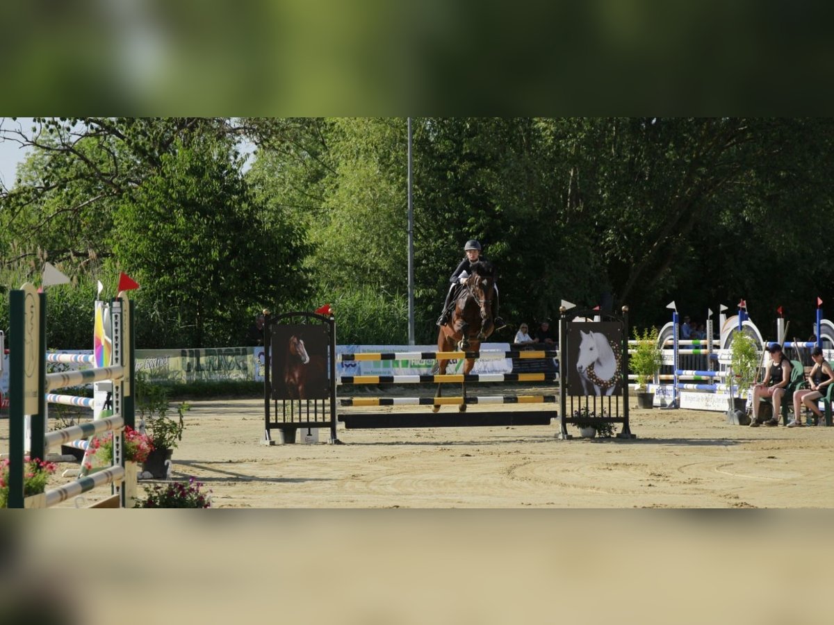 Hannoveraner Wallach 7 Jahre 168 cm Brauner in Braunschweig