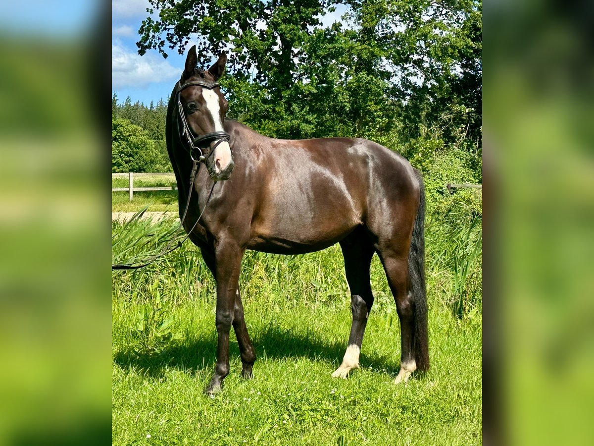 Hannoveraner Wallach 7 Jahre 168 cm Rappe in G&#xFC;by