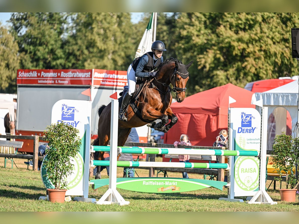 Hannoveraner Wallach 7 Jahre 170 cm Brauner in Gnarrenburg