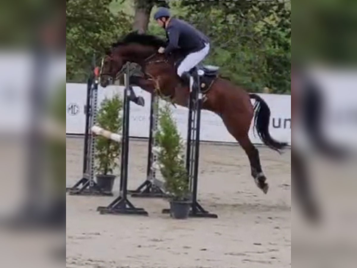 Hannoveraner Wallach 7 Jahre 170 cm Dunkelbrauner in Regesbostel