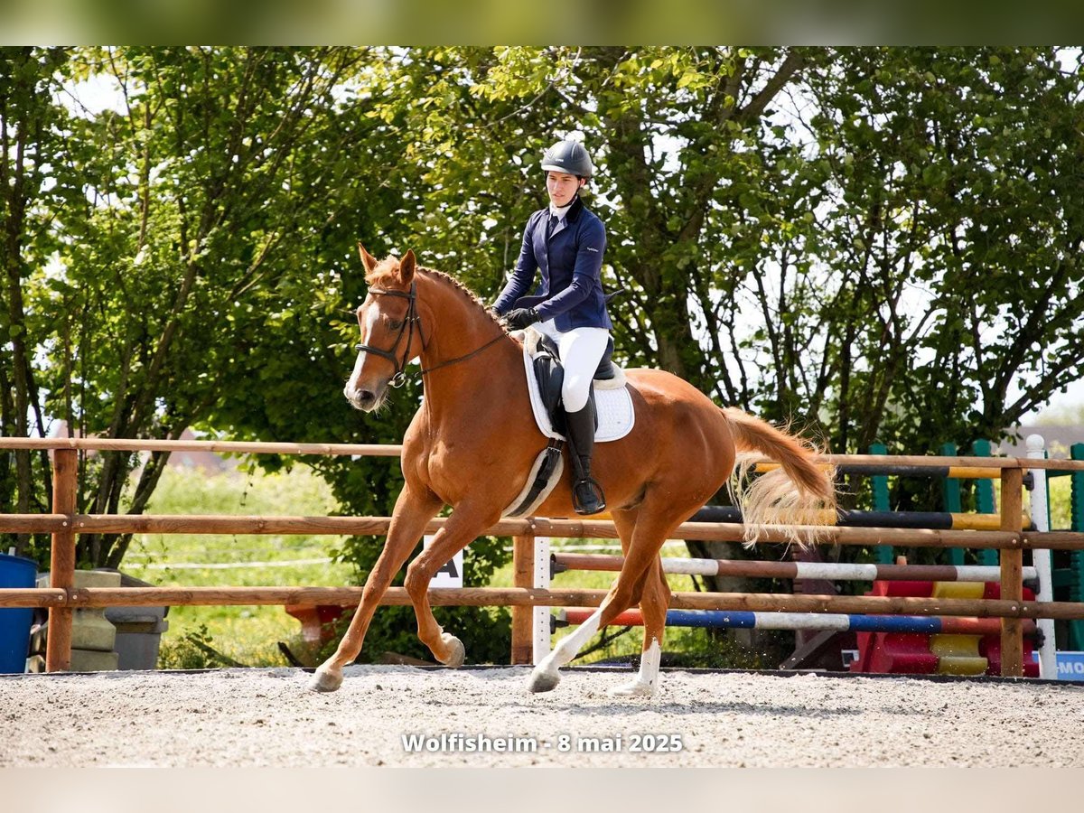 Hannoveraner Wallach 7 Jahre 170 cm Fuchs in Strasbourg