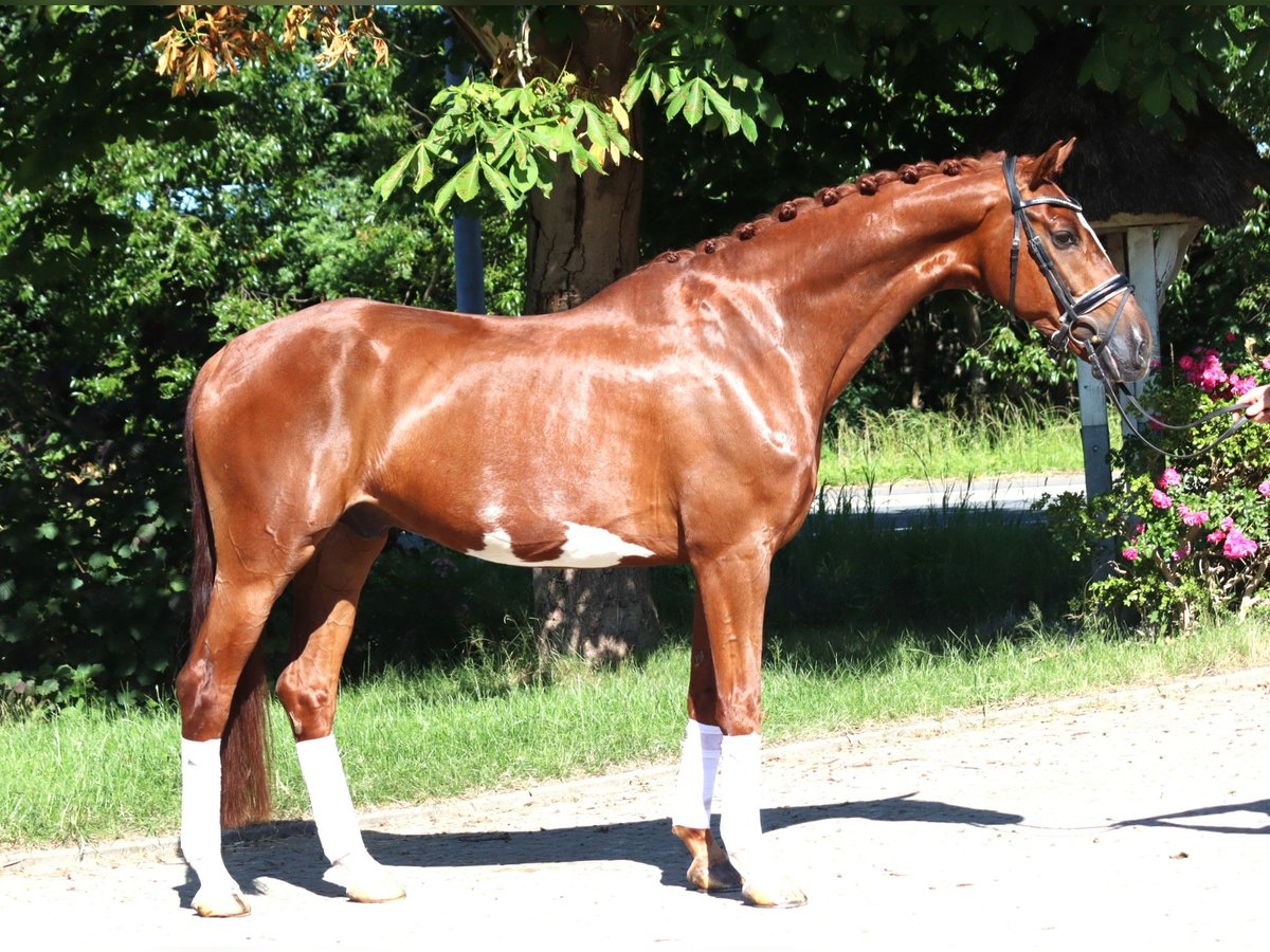 Hannoveraner Wallach 7 Jahre 170 cm Fuchs in Selsingen