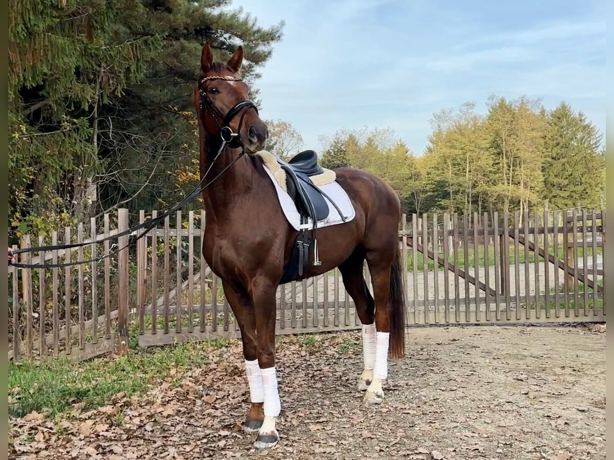 Hannoveraner Wallach 7 Jahre 171 cm Dunkelfuchs in Stegersbach