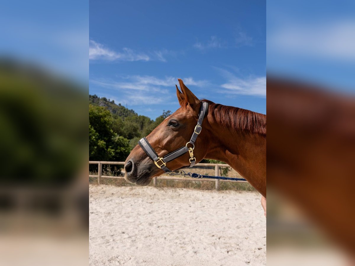 Hannoveraner Wallach 7 Jahre 171 cm Fuchs in Aubagne