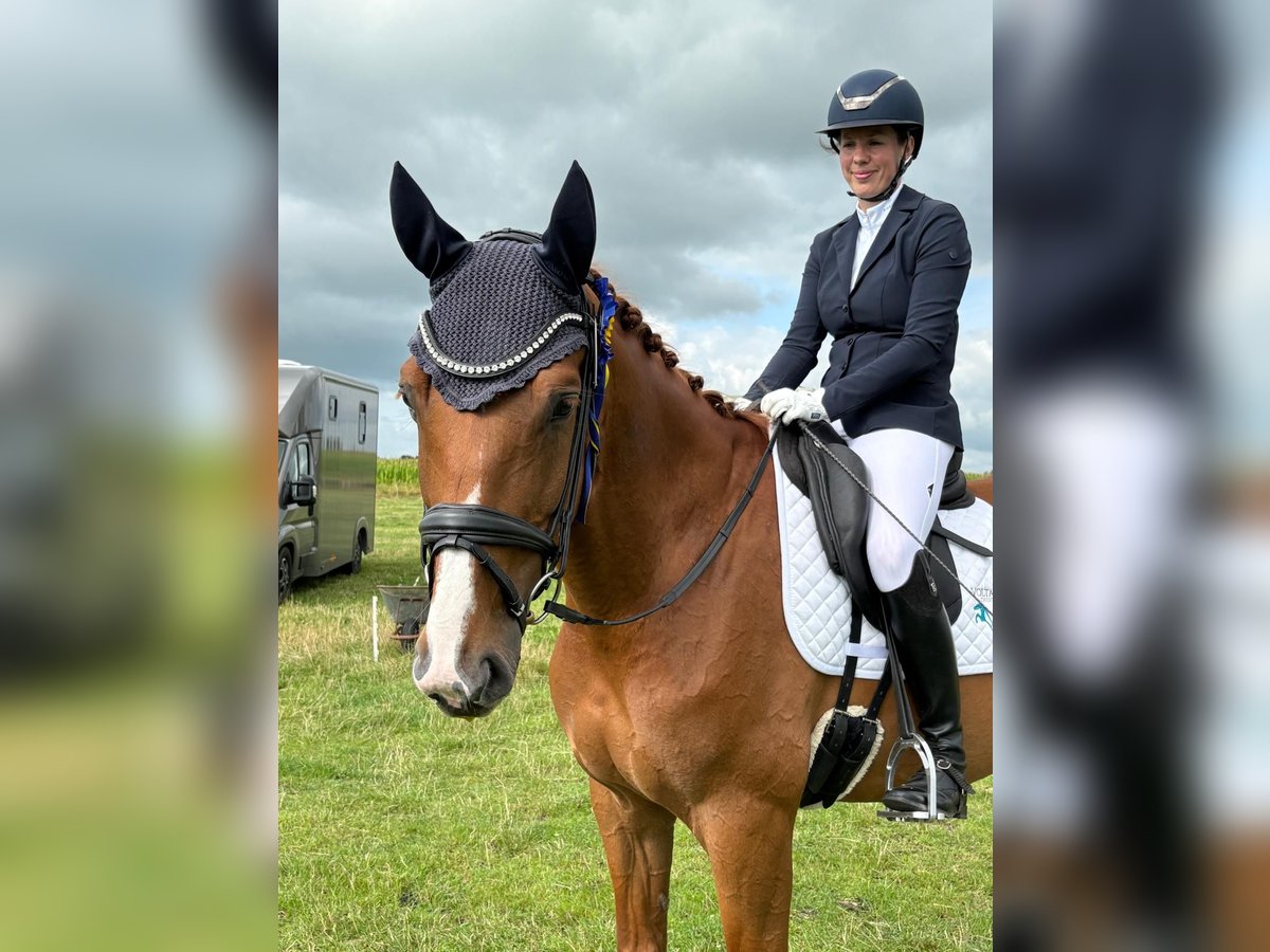 Hannoveraner Wallach 7 Jahre 172 cm Fuchs in Aukrug