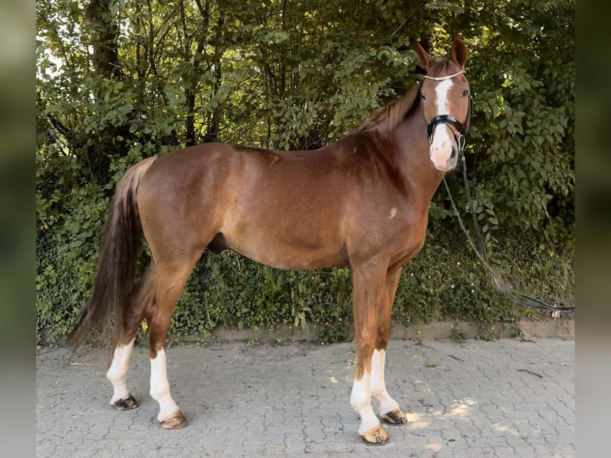 Hannoveraner, Wallach in Ahrensburg- Ahrensfelde
