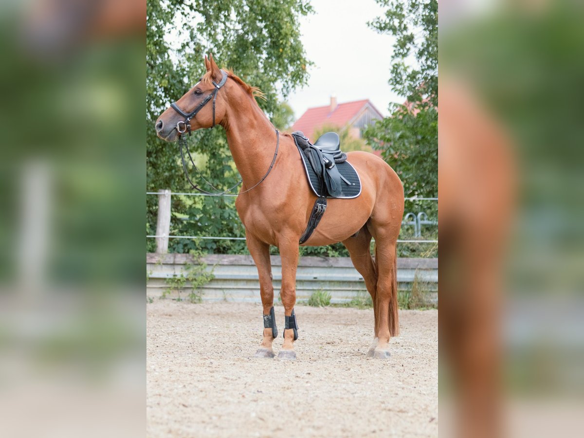 Hannoveraner Wallach 7 Jahre 173 cm Fuchs in Ulm