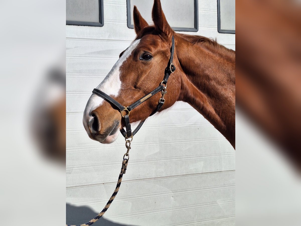 Hannoveraner Wallach 7 Jahre 173 cm Fuchs in Sch&#xF6;mberg