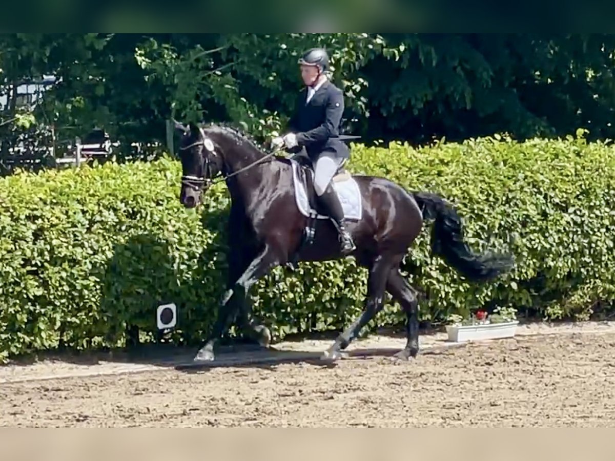 Hannoveraner Wallach 7 Jahre 173 cm Rappe in Sehnde