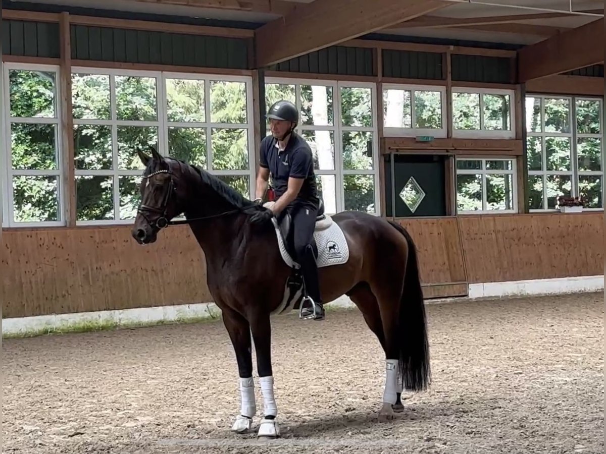 Hannoveraner Wallach 7 Jahre 174 cm Brauner in Sandbostel