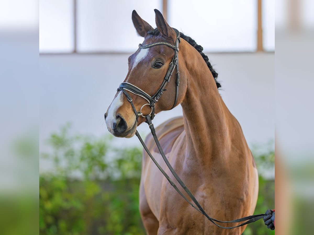 Hannoveraner Wallach 7 Jahre 175 cm Brauner in M&#xFC;nster-Handorf