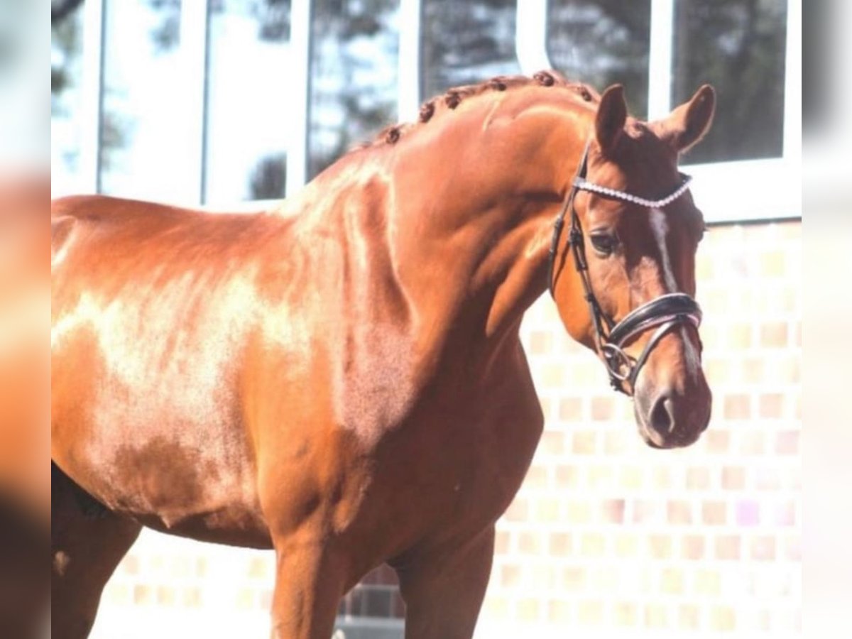 Hannoveraner Wallach 7 Jahre 175 cm Fuchs in Berne