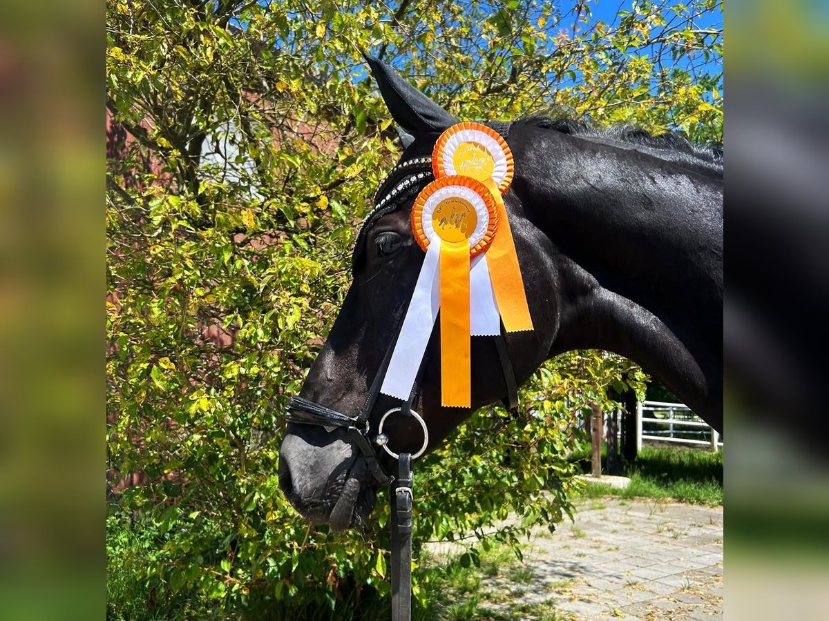 Hannoveraner Wallach 7 Jahre 175 cm Rappe in D&#xFC;sseldorf