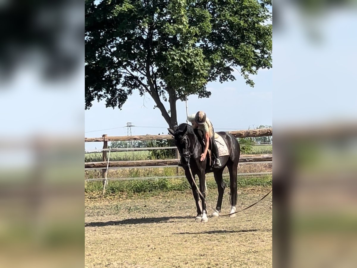 Hannoveraner Wallach 7 Jahre 175 cm Rappe in Mühlenbecker Land