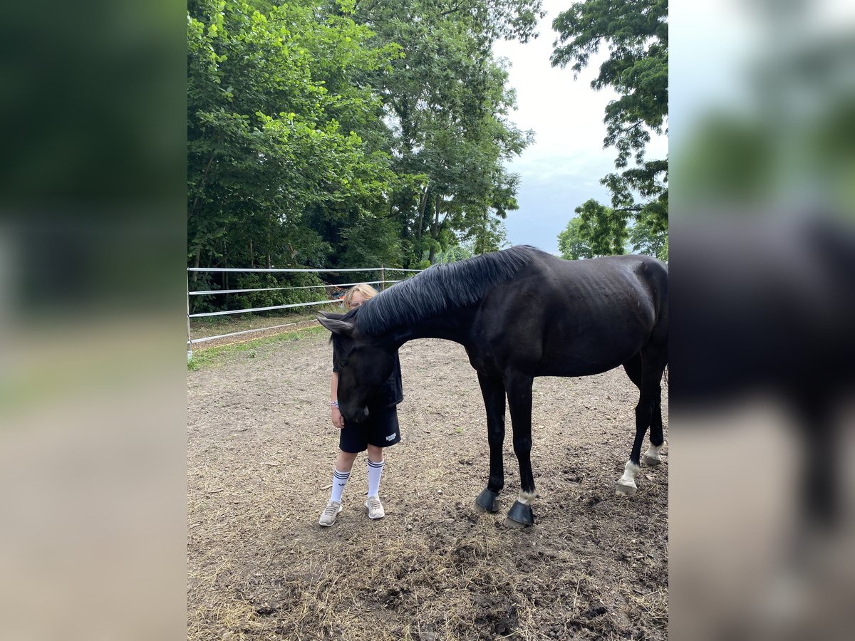 Hannoveraner Wallach 7 Jahre 175 cm Rappe in M&#xFC;hlenbecker Land