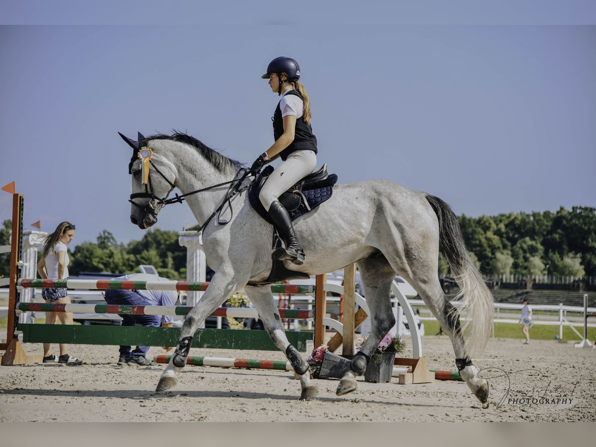 Hannoveraner Wallach 7 Jahre 175 cm Schimmel in Ljubljana