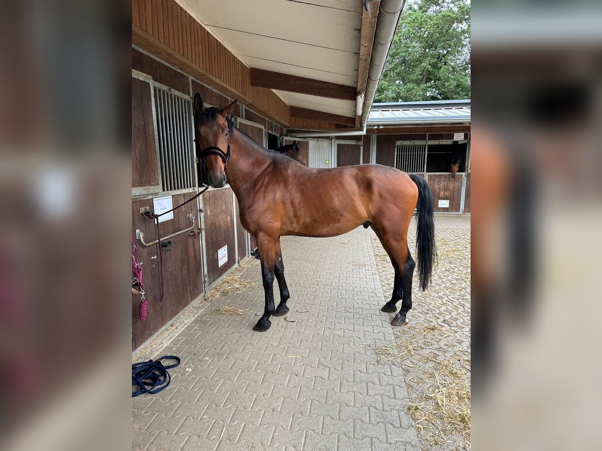 Hannoveraner Wallach 7 Jahre 176 cm Brauner in Leverkusen