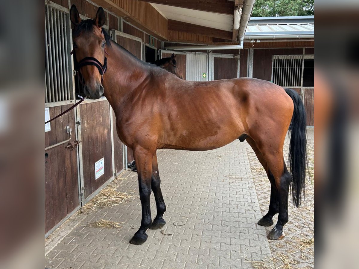 Hannoveraner Wallach 7 Jahre 177 cm Brauner in Langenfeld