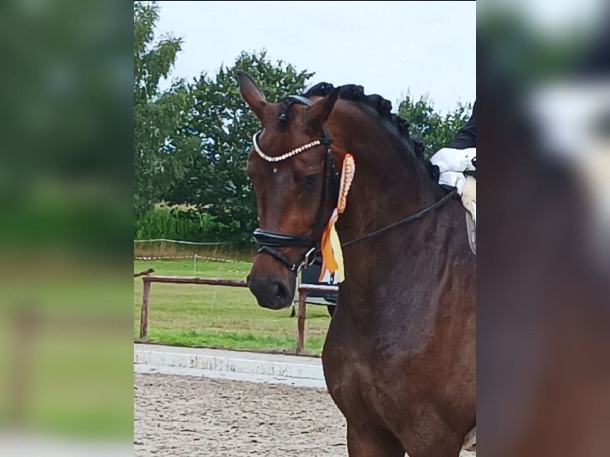 Hannoveraner Wallach 7 Jahre 177 cm Dunkelbrauner in Walsrode