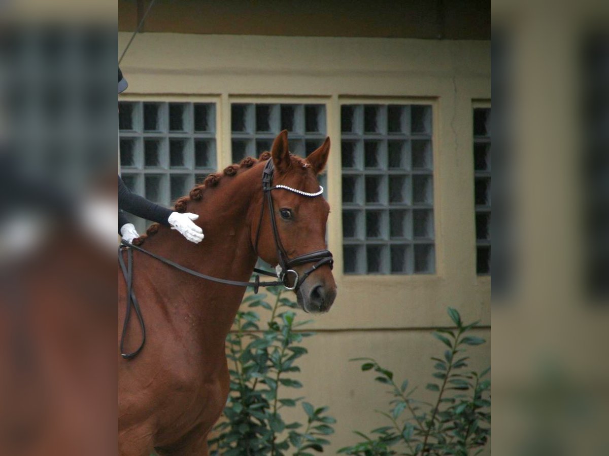Hannoveraner Wallach 8 Jahre 160 cm Fuchs in Hofbieber