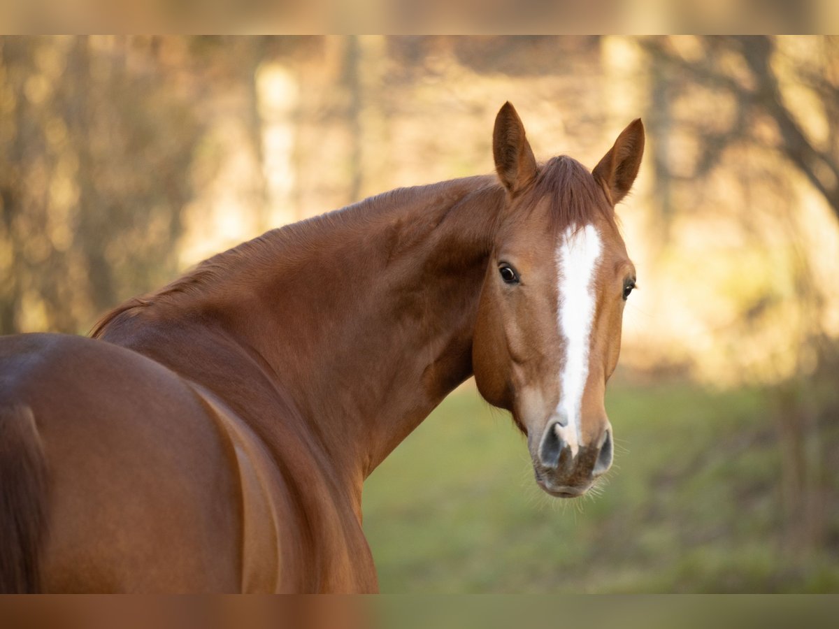Hannoveraner Wallach 8 Jahre 163 cm Fuchs in Bergisch Gladbach