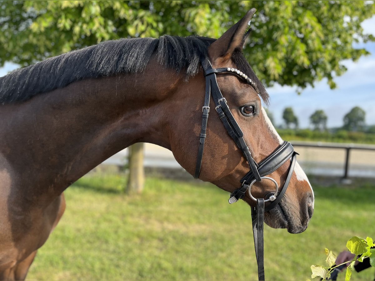 Hannoveraner Wallach 8 Jahre 164 cm Brauner in Rosendahl
