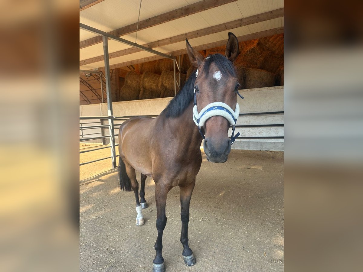 Hannoveraner Wallach 8 Jahre 165 cm Brauner in Thierhaupten