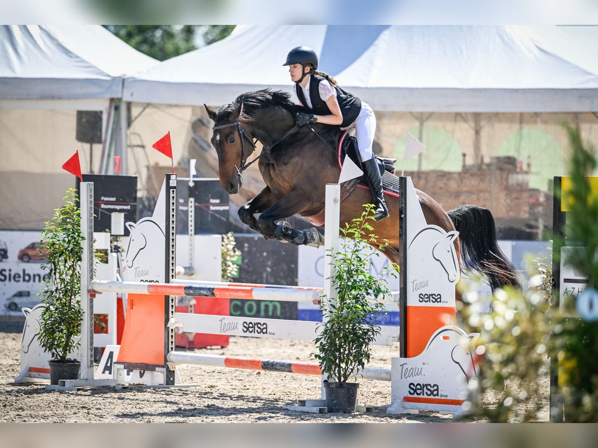 Hannoveraner Wallach 8 Jahre 166 cm Brauner in Wädenswil