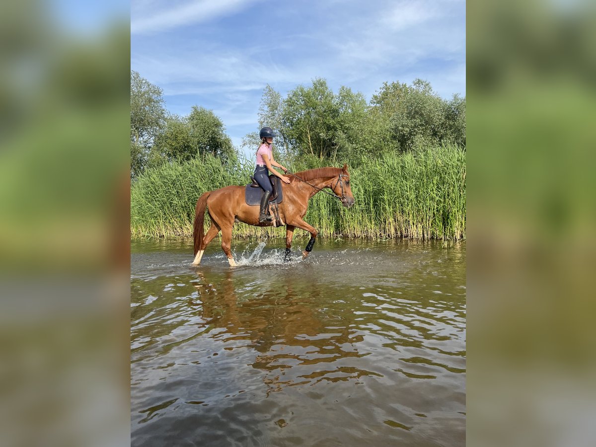 Hannoveraner Wallach 8 Jahre 166 cm Fuchs in Magdeburg