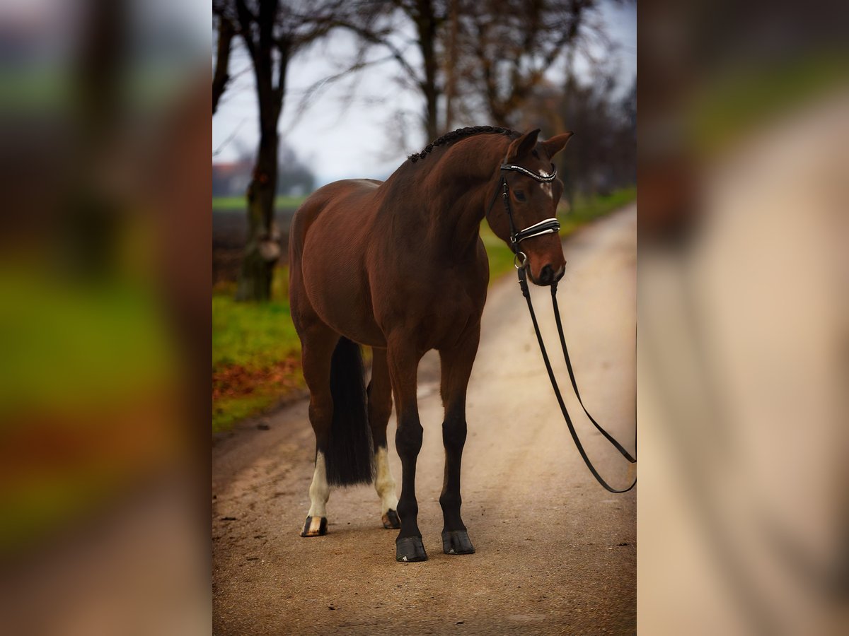 Hannoveraner Wallach 8 Jahre 167 cm Brauner in Cegléd