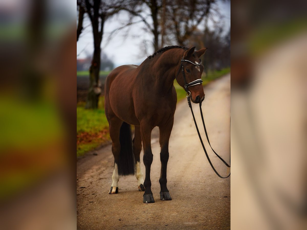Hannoveraner Wallach 8 Jahre 167 cm Brauner in Szarvas