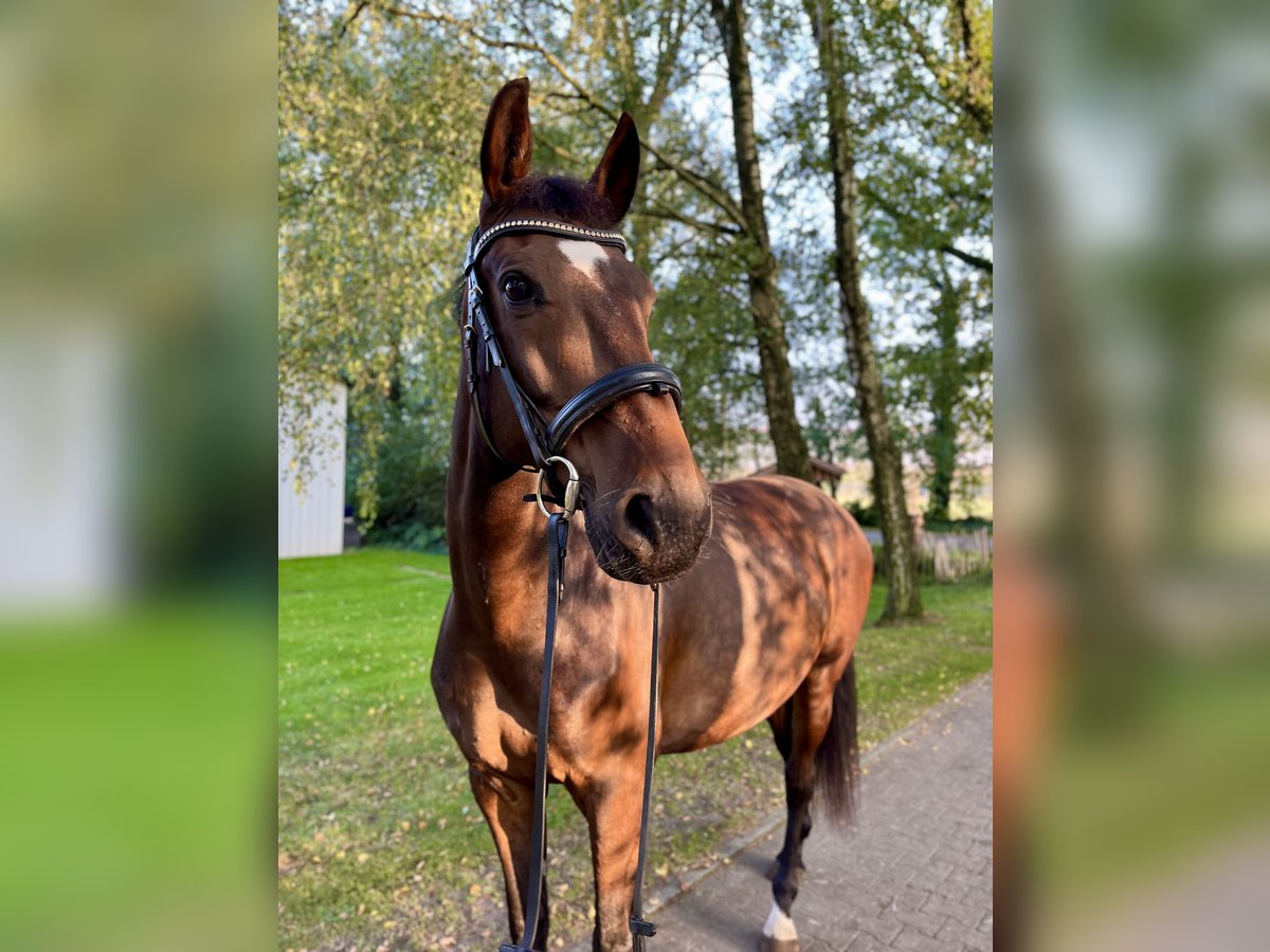 Hannoveraner Wallach 8 Jahre 168 cm Dunkelbrauner in Wietmarschen