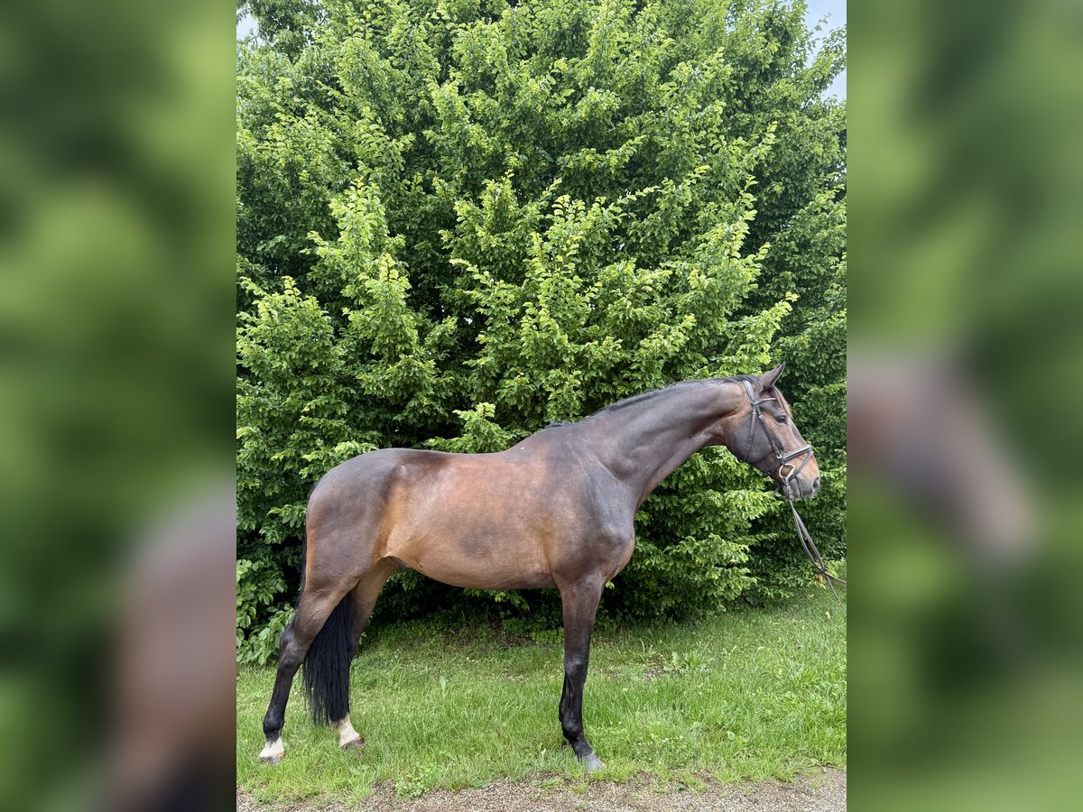 Hannoveraner Wallach 8 Jahre 170 cm Brauner in Filderstadt