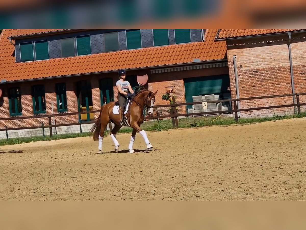 Hannoveraner Wallach 8 Jahre 170 cm Fuchs in Walsrode