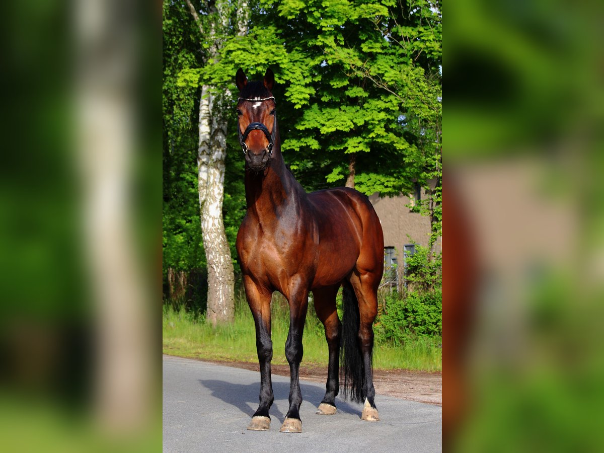Hannoveraner Wallach 8 Jahre 171 cm Dunkelbrauner in Warnow