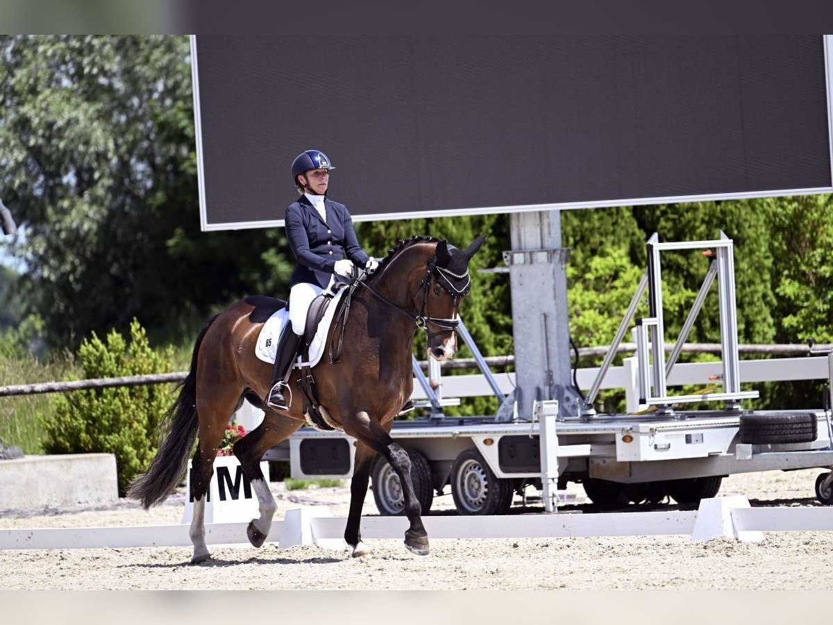 Hannoveraner Wallach 8 Jahre 172 cm Dunkelbrauner in Ettringen