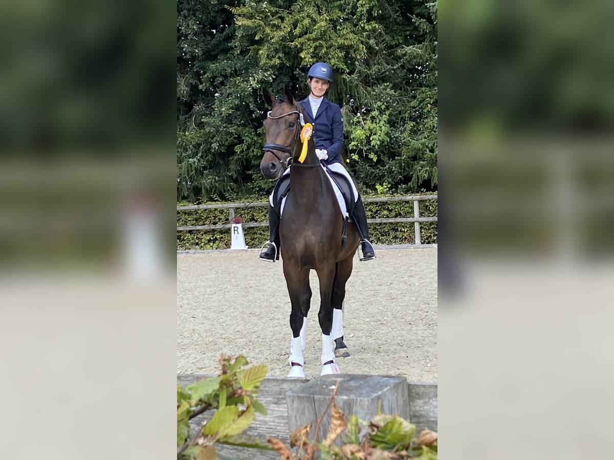 Hannoveraner Wallach 8 Jahre 172 cm Dunkelbrauner in Winsen (Luhe)