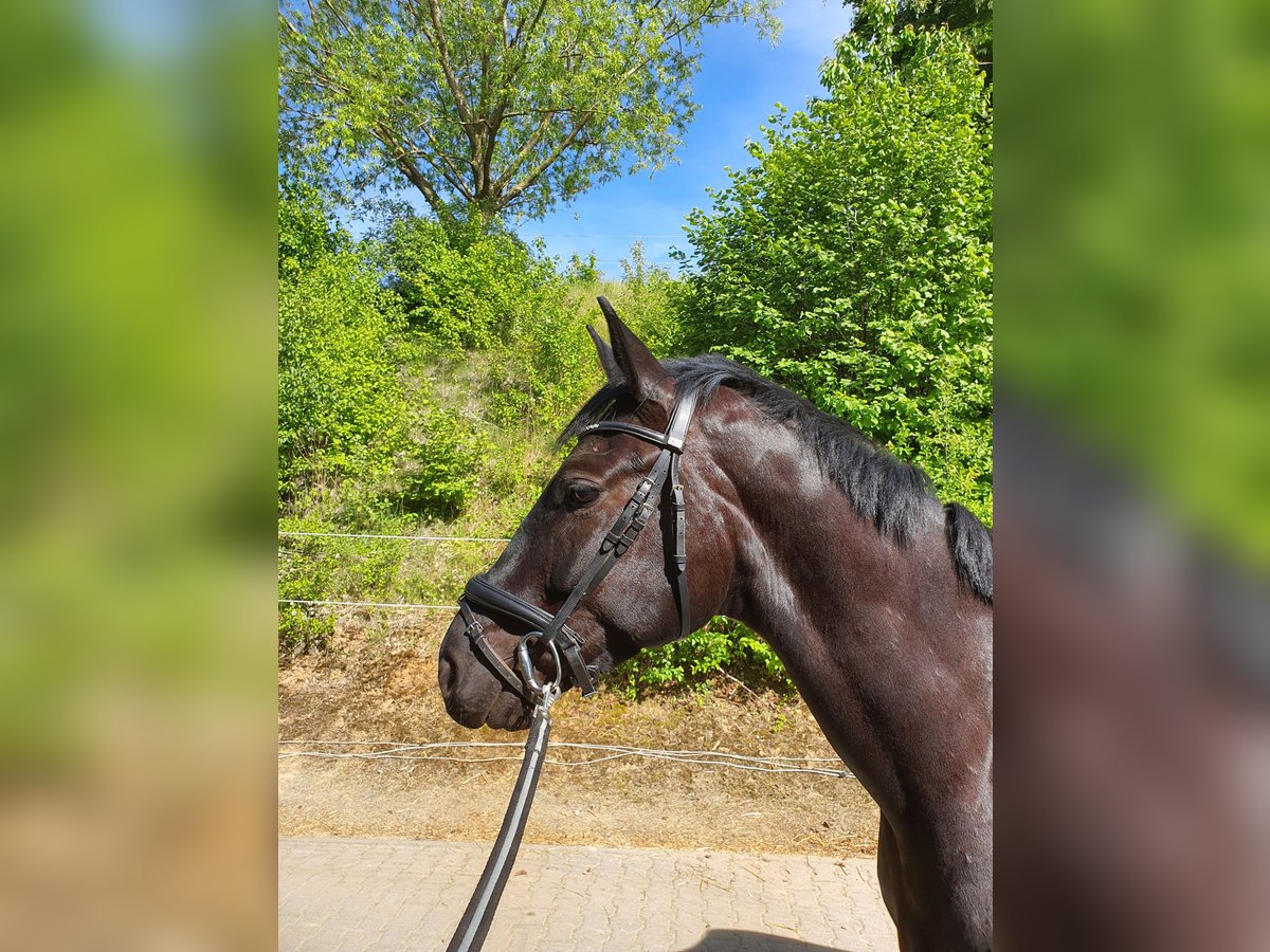 Hannoveraner Wallach 8 Jahre 172 cm Rappe in Gro&#xDF;-Umstadt