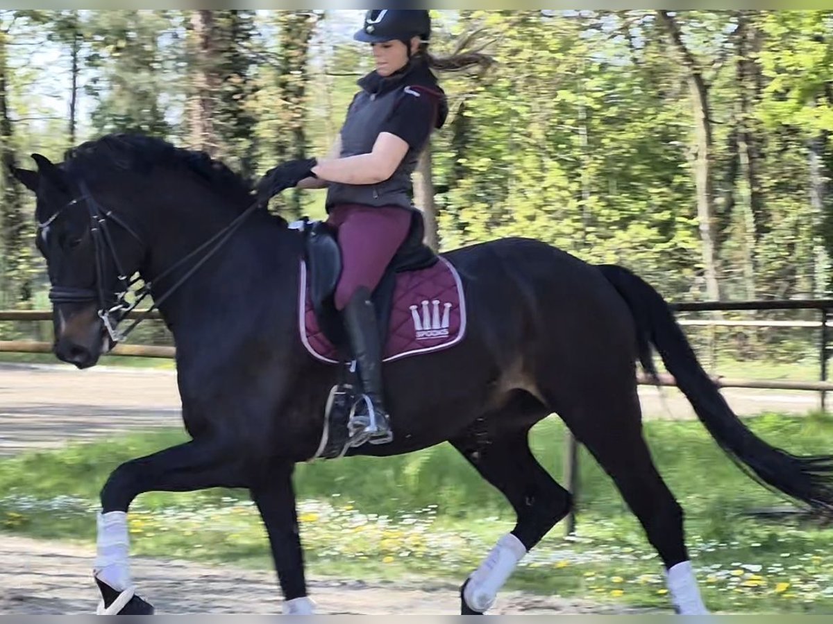 Hannoveraner Wallach 8 Jahre 175 cm Schwarzbrauner in Weingarten