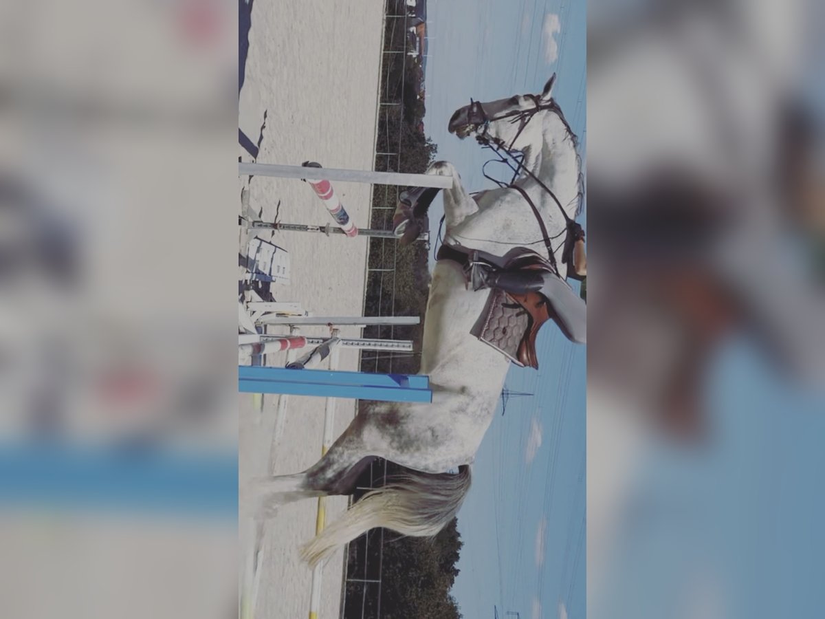 Hannoveraner Wallach 8 Jahre 180 cm Schimmel in Illingen